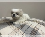 Small Pekingese