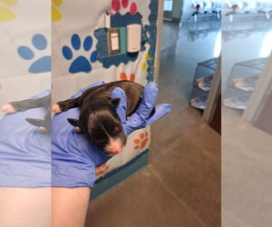 Border Collie Dogs for adoption in Houston, TX, USA