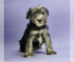 Puppy 1 Schnauzer (Miniature)