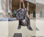 Puppy Puppy 3 American Bully