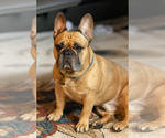 Small Photo #1 French Bulldog Puppy For Sale in OLYMPIA, WA, USA