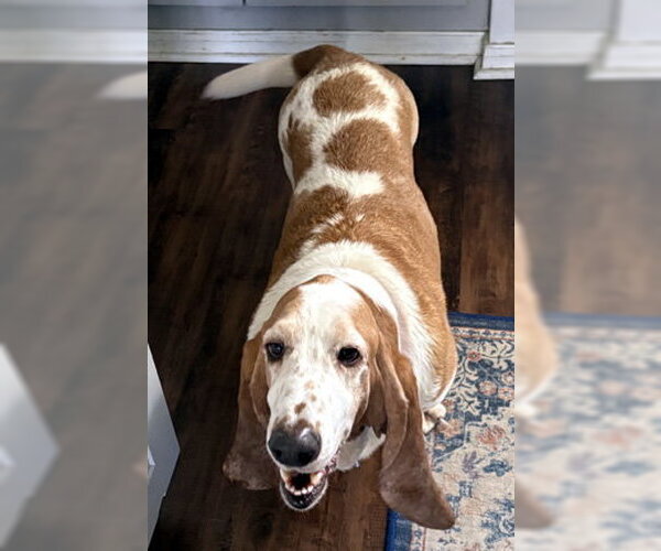 Medium Photo #6 Basset Hound Puppy For Sale in Deepwater, NJ, USA