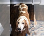 Small Photo #6 Basset Hound Puppy For Sale in Deepwater, NJ, USA