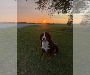 Mother of the Bernedoodle puppies born on 03/20/2026
