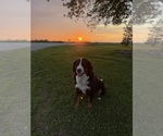 Small Photo #1 Bernedoodle Puppy For Sale in SIBLEY, IL, USA