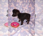 Small #7 Poodle (Toy)