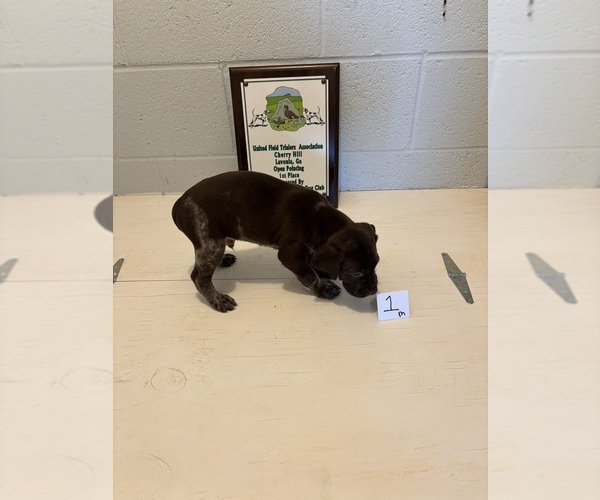 Medium Photo #2 German Shorthaired Pointer Puppy For Sale in STATESVILLE, NC, USA