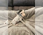 Puppy Light Blue Dalmatian