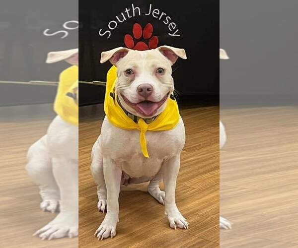 Medium Photo #2 American Pit Bull Terrier Puppy For Sale in Gibbstown, NJ, USA