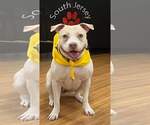 Small #1 American Pit Bull Terrier