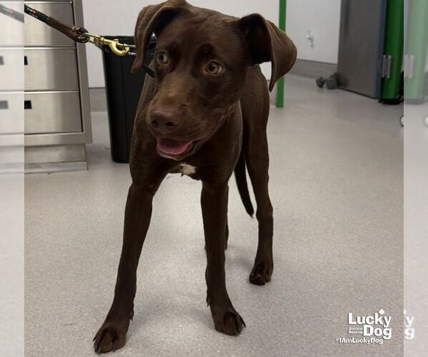 Medium Photo #2 Labrador Retriever-Unknown Mix Puppy For Sale in Washington, DC, USA