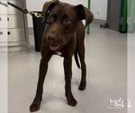 Small Photo #2 Labrador Retriever-Unknown Mix Puppy For Sale in Washington, DC, USA
