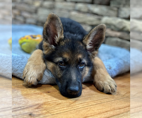 Medium Photo #9 German Shepherd Dog Puppy For Sale in LENOIR, NC, USA