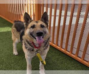 German Shepherd Dog-Unknown Mix Dogs for adoption in Las Vegas, NV, USA