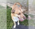 Small #2 Huskies -Mountain Cur Mix