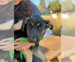 Small Photo #2 German Shepherd Dog-Unknown Mix Puppy For Sale in Visalia, CA, USA