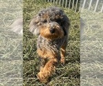 Small #4 Poodle (Toy)