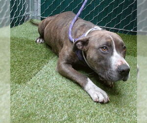 Medium American Pit Bull Terrier