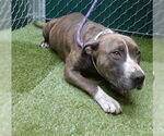 Small American Pit Bull Terrier