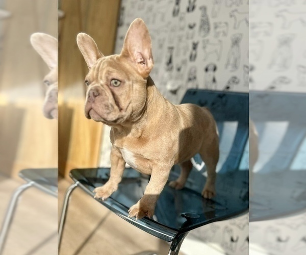 Medium Photo #2 French Bulldog Puppy For Sale in LOMA MAR, CA, USA