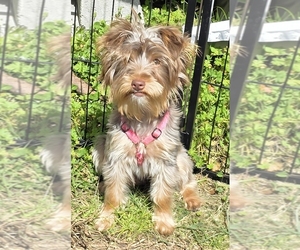 Mother of the Chorkie puppies born on 07/04/2025
