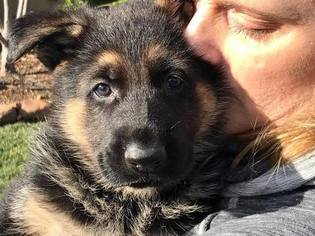 German Shepherd Dog Puppy for sale in PARADISE, CA, USA