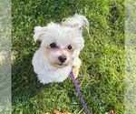 Small #3 Maltese