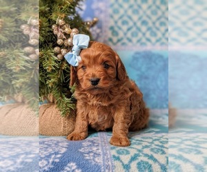 Cavapoo Puppy for sale in NEW PROVIDENCE, PA, USA