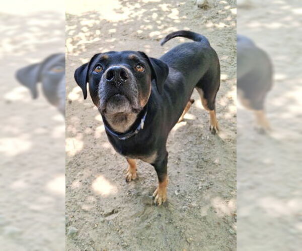 Medium Photo #2 Black Mouth Cur-Rottweiler Mix Puppy For Sale in Mountain View, AR, USA