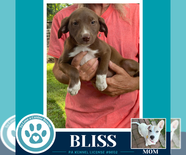 Medium Photo #3 Labrador Retriever-Unknown Mix Puppy For Sale in Kimberton, PA, USA