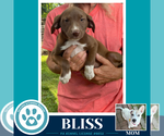 Small #2 Labrador Retriever Mix