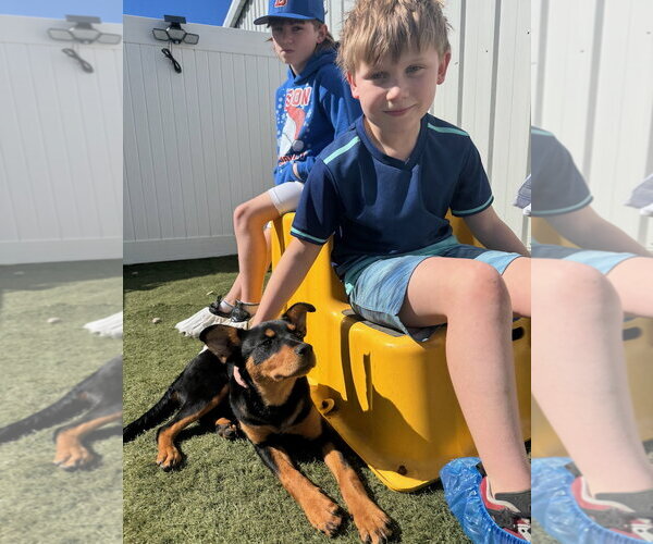 Medium Photo #5 Black Mouth Cur-Rottweiler Mix Puppy For Sale in Gilberts, IL, USA