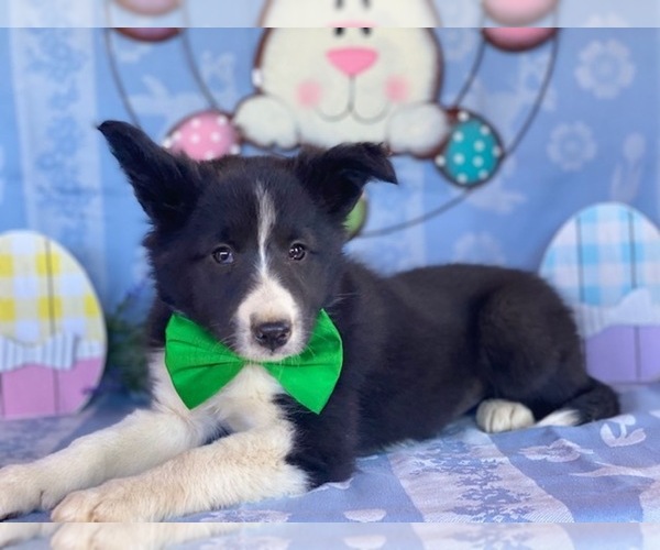 Medium Photo #1 Border Sheepdog Puppy For Sale in LANCASTER, PA, USA