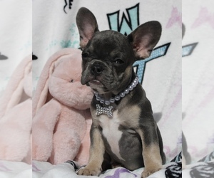 French Bulldog Puppy for Sale in PORT SAINT LUCIE, Florida USA