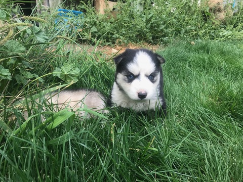 Medium Photo #1 Siberian Husky Puppy For Sale in WENATCHEE, WA, USA
