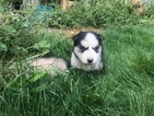 Small Photo #1 Siberian Husky Puppy For Sale in WENATCHEE, WA, USA