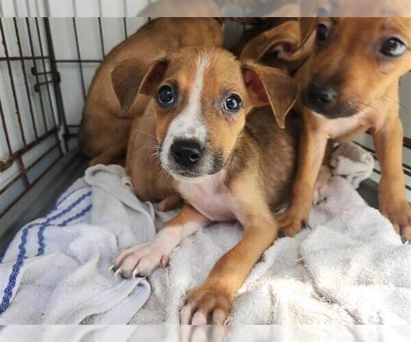 Medium Photo #1 Staffordshire Bull Terrier-Unknown Mix Puppy For Sale in Houston, TX, USA