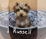 Small Photo #9 YorkiePoo Puppy For Sale in BLUE MOUND, TX, USA