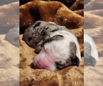 Small Photo #123 Sheepadoodle Puppy For Sale in LEHI, UT, USA