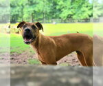 Small #1 Black Mouth Cur-Boxer Mix