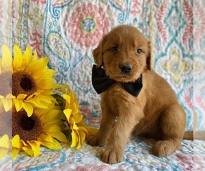 Golden Retriever Puppy for sale in LANCASTER, PA, USA