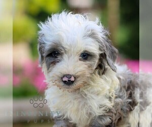 YorkiePoo Puppy for sale in NARVON, PA, USA