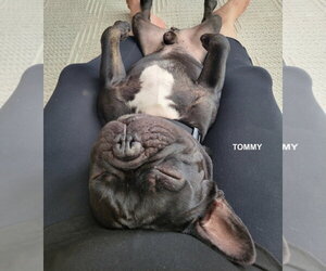 TOMMY - Male French Bulldog Dog for Adoption - Photo #6