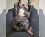 Small #5 French Bulldog