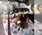Small #3 Mutt