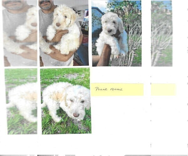 Medium Photo #5 Labradoodle-Sheepadoodle Mix Puppy For Sale in ORLANDO, FL, USA