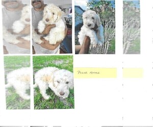 Medium Labradoodle-Sheepadoodle Mix