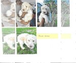 Puppy Polar 4 Labradoodle-Sheepadoodle Mix