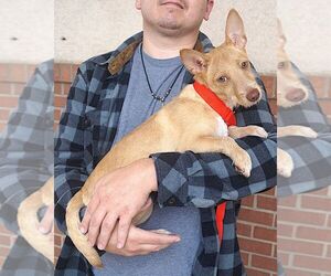 Landon - Male Cairn Terrier-Unknown Mix Dog for Adoption - Photo #6