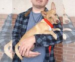 Small Photo #6 Cairn Terrier-Unknown Mix Puppy For Sale in Carrollton, TX, USA